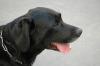 Labrador retriever – pes na krytí – krycí pes